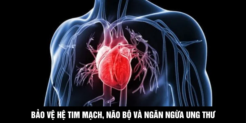 Bảo vệ hệ tim mạch, não bộ và ngăn ngừa ung thư