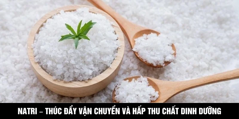 Natri – Thúc đẩy vận chuyển đường ruột và hấp thu chất dinh dưỡng