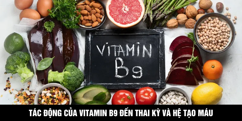 Tác động của vitamin B9 đến thai kỳ và hệ tạo máu