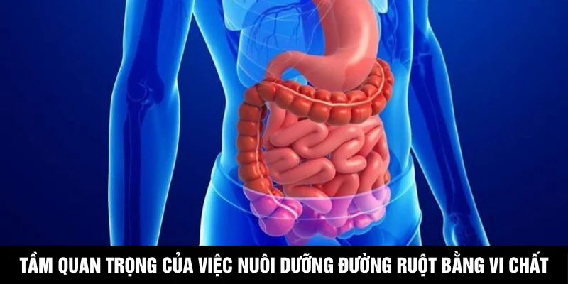 Tầm quan trọng của việc nuôi dưỡng đường ruột bằng vi chất