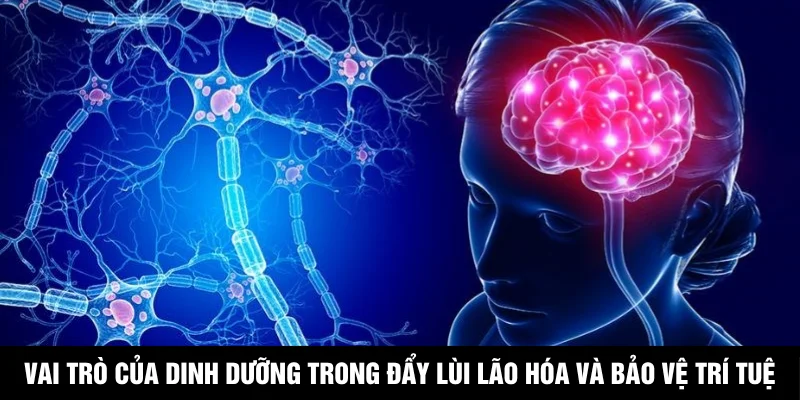 Vai trò của dinh dưỡng trong đẩy lùi lão hóa và bảo vệ trí tuệ